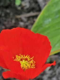 赤い花 赤い花の写真