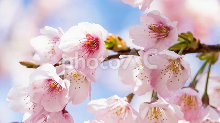 大寒桜 大寒桜,桜,花の写真素材