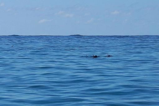 ニューカレドニア ノカンウイ島49 海豚 ニューカレドニア ノカンウイ島49 海豚の写真