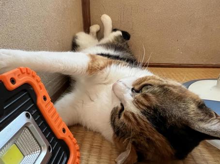 暑いんです 暑いんです 猫,三毛猫,ペットの写真素材