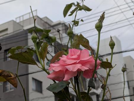 薔薇 薔薇の写真
