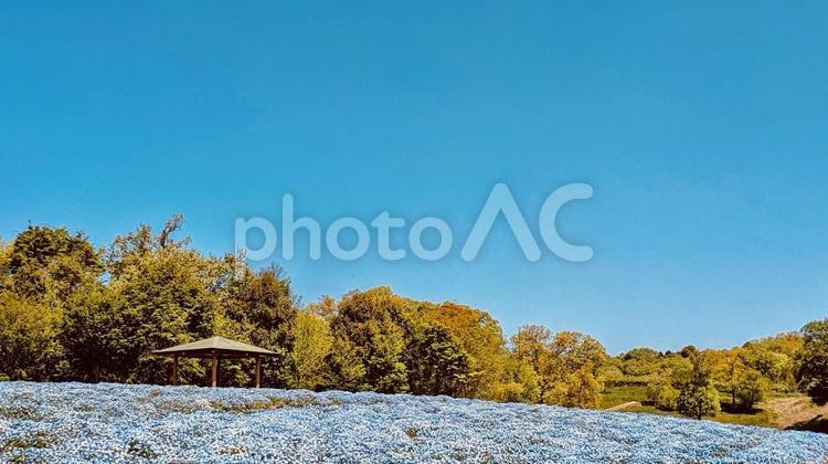 春の花　ネモフィラの花畑 ネモフィラ,春,春の花の写真素材