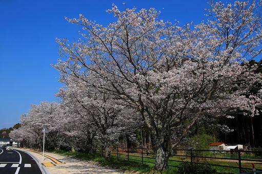 桜並木の写真