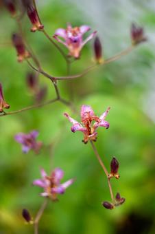 ホトトギスの写真