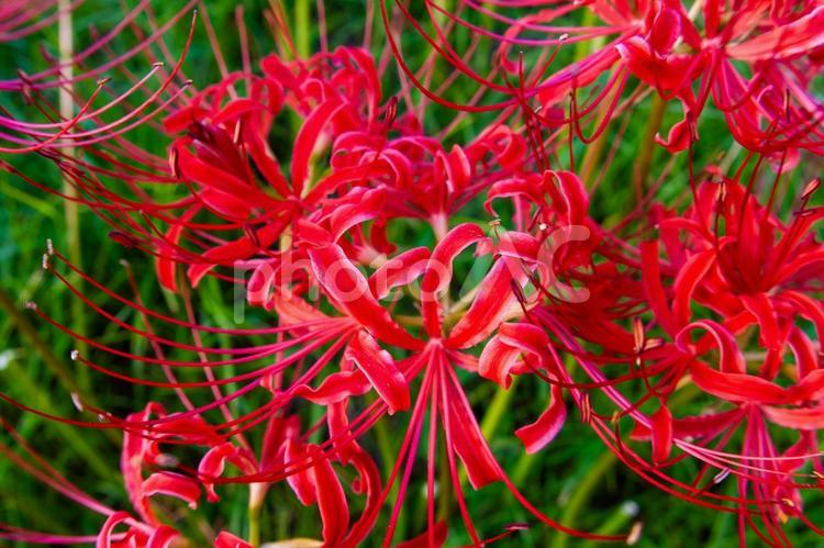 真っ赤な彼岸花 朱赤,彼岸花,ヒガンバナの写真素材