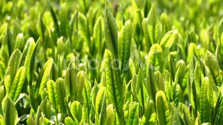 新芽吹きだす茶畑 新茶,新芽,新緑の写真素材