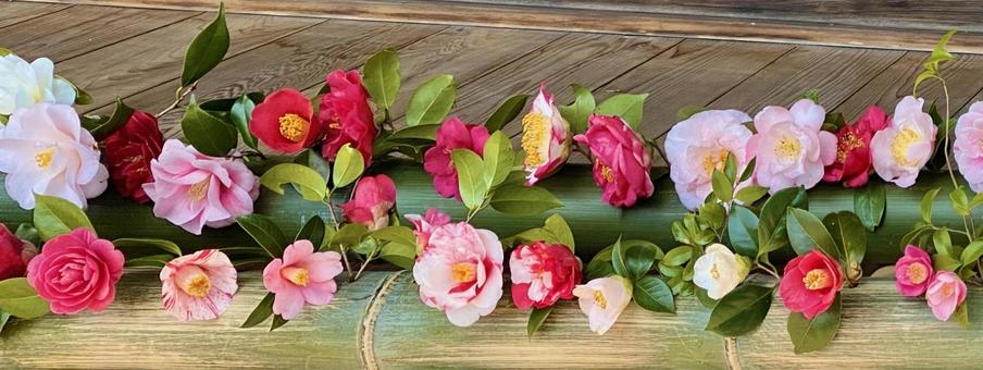 椿 椿 花びら,自然,風景の写真素材