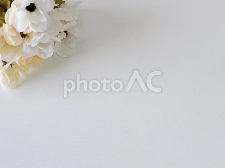 アネモネを添えた白の背景　アイキャッチ アネモネ,花,白の写真素材