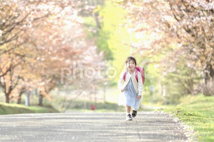 ピンク色のランドセルと桜並木① 桜,桜並木,ランドセルの写真素材
