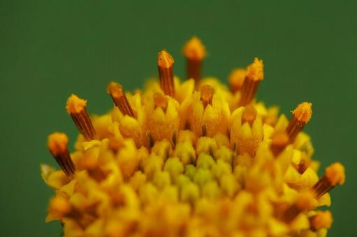 マクロ撮影したコセンダングサの花 マクロ撮影したコセンダングサの花の写真