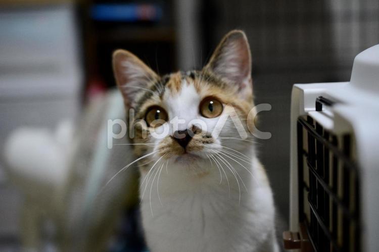 生後5ヶ月の三毛柄の子猫 猫,子猫,ネコの写真素材