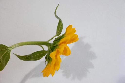 横から見たひまわり 横から見たひまわり ひまわり,向日葵,花の写真素材
