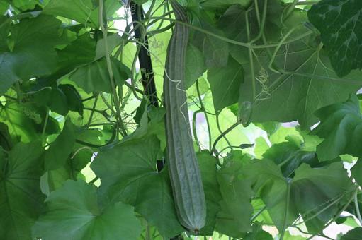 トカドヘチマの実と葉の風景 トガトヘチマ,実,葉の写真素材