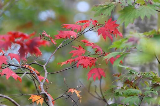 紅葉 203 紅葉 203の写真