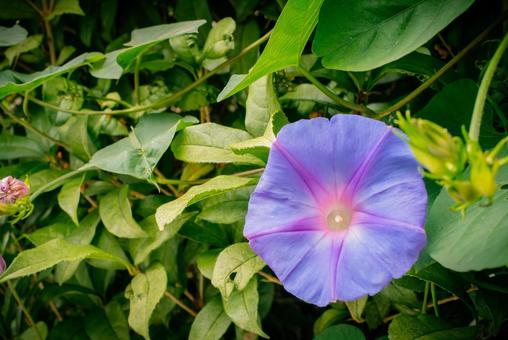 紫の朝顔 朝顔,栽培,morninggloryの写真素材