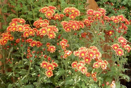 【花の写真】福山菊花展覧会の風景 キク,菊,菊花展の写真素材