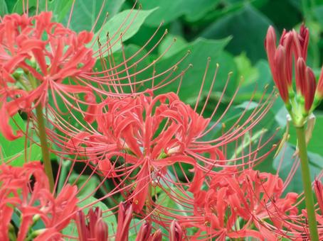 彼岸花の写真