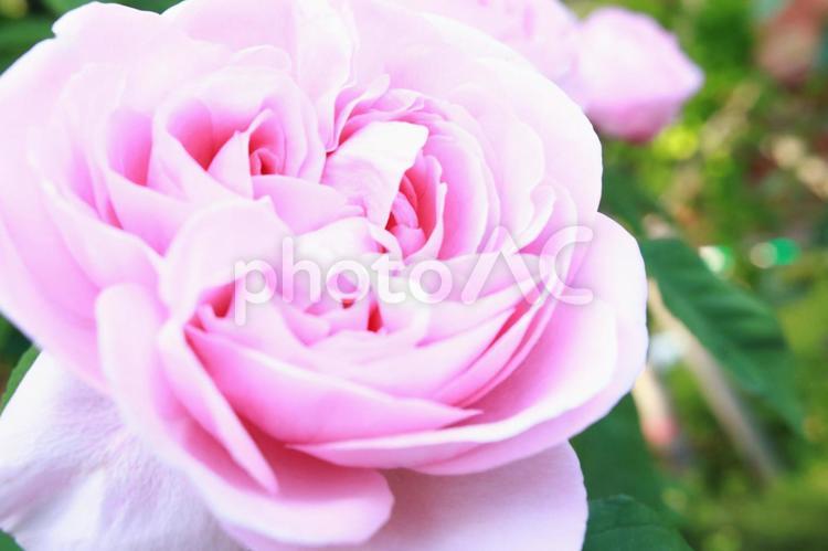 ふんわり　バラ　ピンクの薔薇　アップ　 バラ,ピンクの薔薇,テクスチャの写真素材