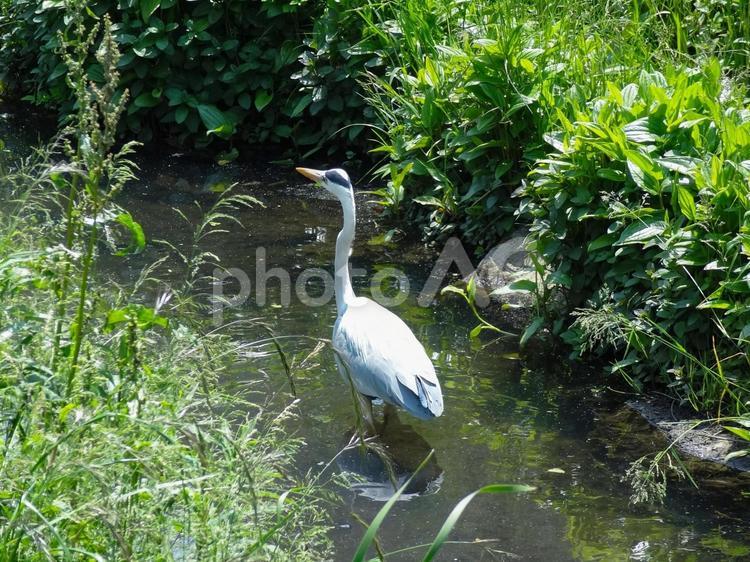浅い川の中を歩くアオサギ アオサギ,サギ,鳥の写真素材