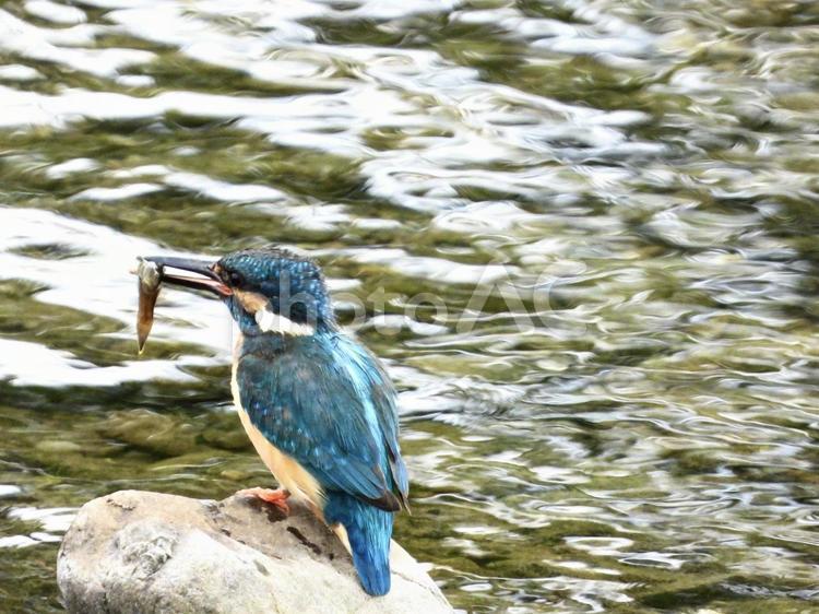 魚を咥えるカワセミ 鳥,野鳥,カワセミの写真素材