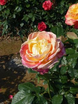 植え込みに咲く複数色の薔薇の花 植え込みに咲く複数色の薔薇の花の写真