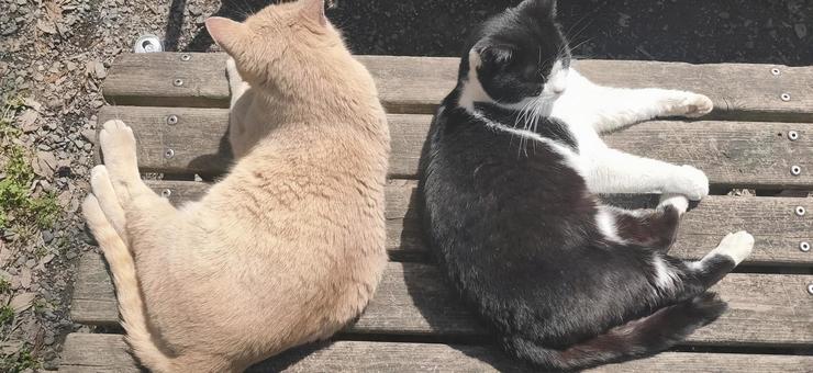 猫日向ぼっこ1 猫日向ぼっこ1の写真
