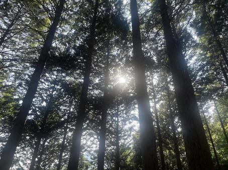 木漏れ日 木漏れ日 山,自然,登山の写真素材