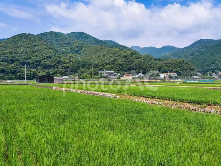 静岡県伊豆市小土肥の田んぼの風景 水田,田圃,稲作の写真素材