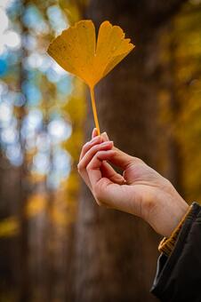 札幌　秋の落葉の風景 北海道,北,札幌市の写真素材