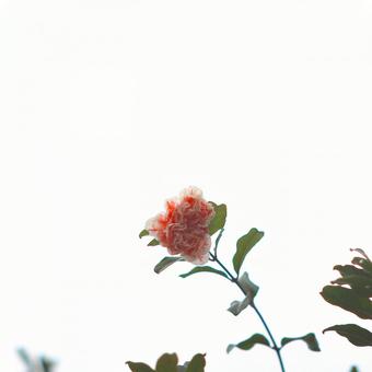 花 花の写真