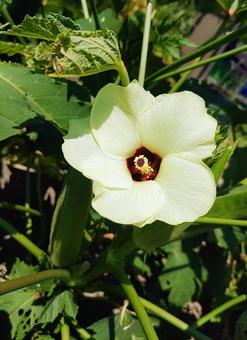 オクラの花１ オクラの花,オクラ,野菜の写真素材