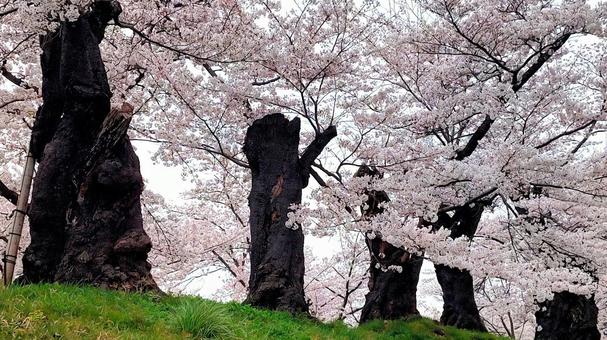 桜 桜の写真