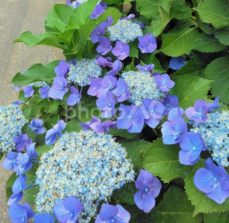 ガクアジサイのブルーの花 紫陽花,ガクアジサイ,美しいの写真素材