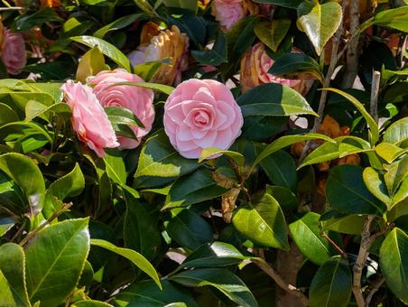 美しい椿の花 美しい椿の花 椿,花,ピンクの写真素材