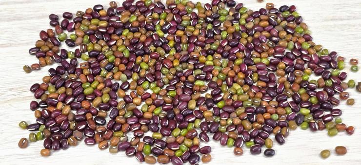 小豆、緑豆、ササゲ豆 小豆、緑豆、ササゲ豆 小豆,緑豆,ササゲ豆の写真素材