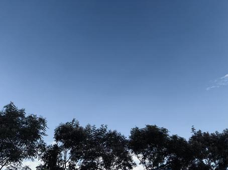 美しい青空と木のシルエット 美しい青空と木のシルエット 空,青空,美しいの写真素材