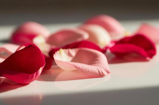 光の差し込む室内での花びら 光の差し込む室内での花びらの写真