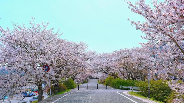 堤防道路の桜 堤防道路の桜の写真