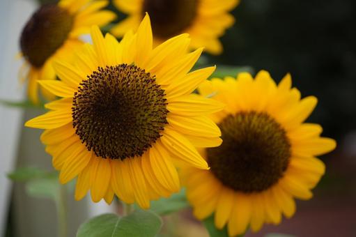 ひまわり(向日葵）の写真
