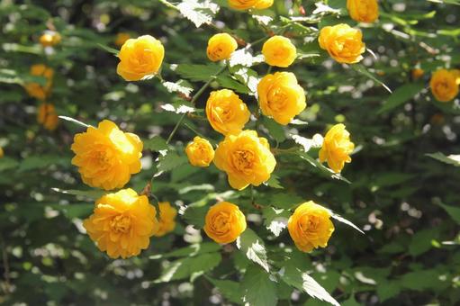 Photo, yamaboki, flowers and trees, april-may, 