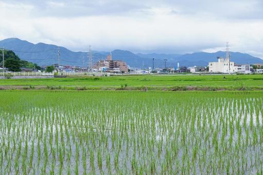 Rice field scenery, JPG Rice field scenery, JPG
