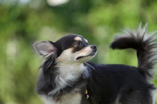 チワワのポートレート チワワのポートレート 犬,チワワ,いぬの写真素材