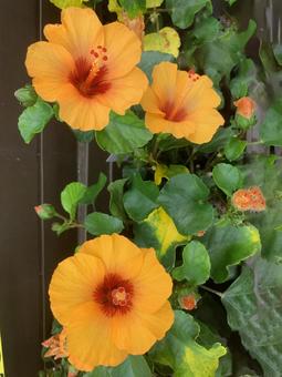 ハイビスカス　花 花,ガーデニング,園芸の写真素材