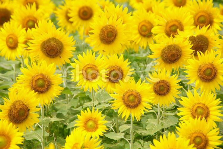 ヒマワリ-11 ヒマワリ,夏,ヒマワリ畑の写真素材