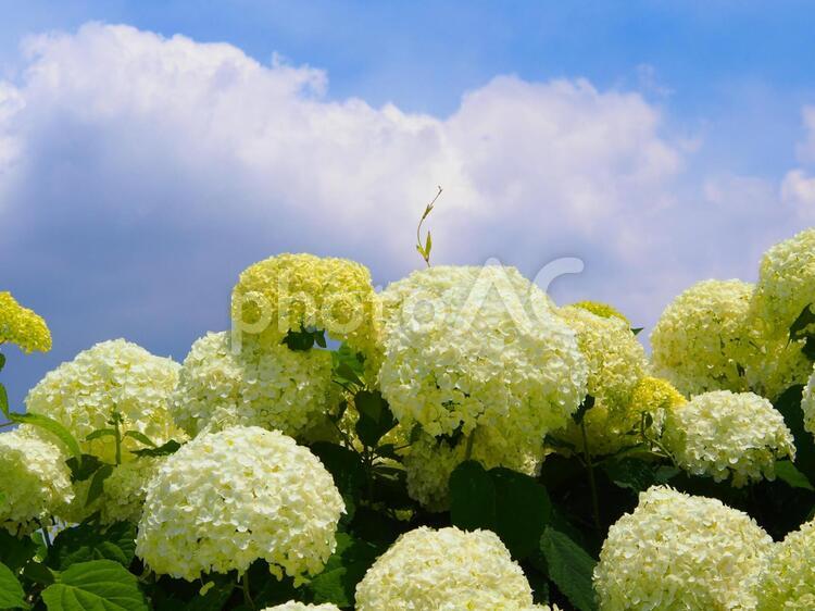 青空の下のアジサイ 青空,アジサイ,紫陽花の写真素材