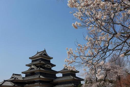 ４月上旬の国宝松本城本丸庭園内の天守と桜 背景,桜,花の写真素材