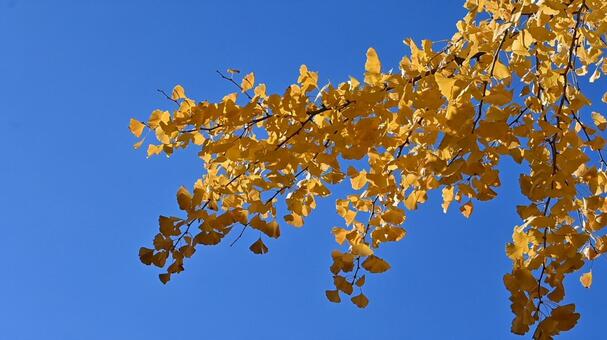 青空に広がるイチョウの葉 イチョウ,青空,黄葉の写真素材