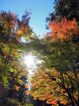 山中湖畔 秋晴れの空と紅葉 山中湖畔 秋晴れの空と紅葉 紅葉,秋景色,モミジの写真素材