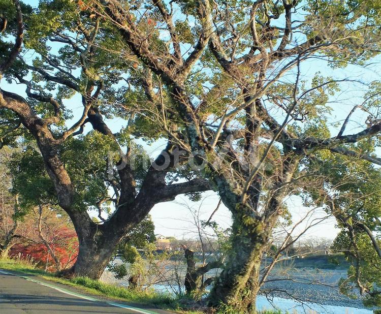 桜の大樹と瀬戸川の流れ 川,水,流れの写真素材
