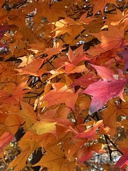 真っ赤な秋！（もみじ）No.2の写真